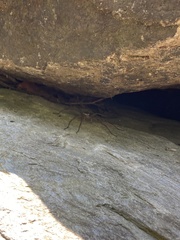 Dolomedes scriptus