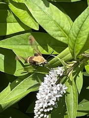 Hemaris diffinis