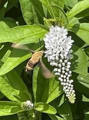 Hemaris diffinis