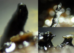 Xylaria xylarioides