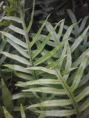 Microsorum pustulatum