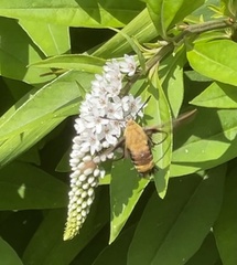 Hemaris diffinis