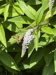 Hemaris diffinis