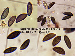 Xylaria xylarioides