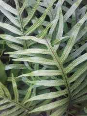 Microsorum pustulatum