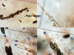 Xylaria xylarioides