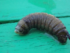 Smerinthinae