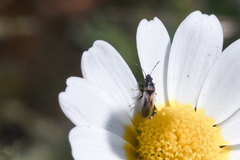 Metopoplax fuscinervis