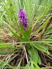 Dactylorhiza praetermissa