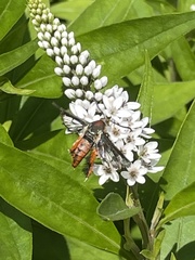 Eichlinia cucurbitae