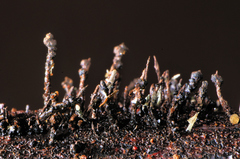 Xylaria xylarioides