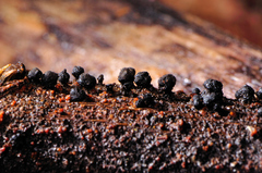 Xylaria xylarioides