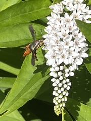 Eichlinia cucurbitae