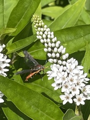 Eichlinia cucurbitae