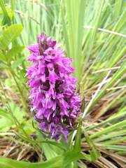 Dactylorhiza praetermissa