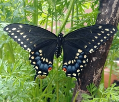 Papilio polyxenes