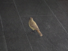 Machetornis rixosa