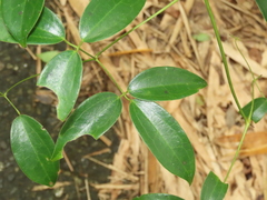 Clematis crassifolia