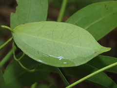Clematis crassifolia