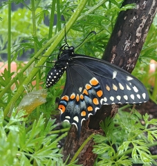 Papilio polyxenes