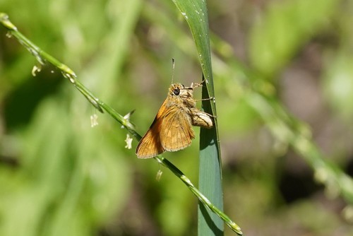 Large skipper