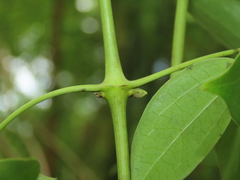 Clematis crassifolia