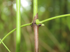 Clematis crassifolia