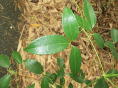 Clematis crassifolia