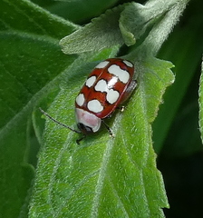 Alagoasa decemguttata