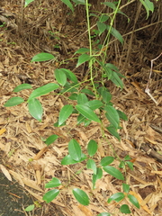 Clematis crassifolia