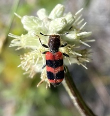 Trichodes apivorus
