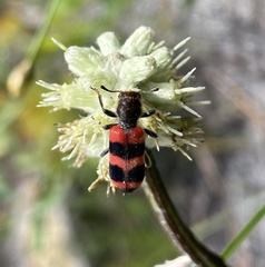 Trichodes apivorus