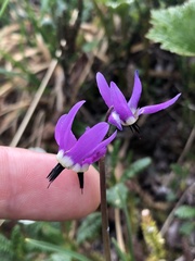 Primula frigida