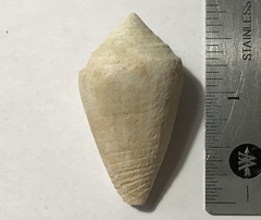 Conasprella bermudensis