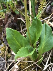 Primula frigida