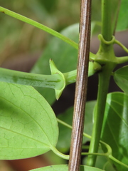 Clematis crassifolia