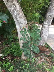 Metopium brownei