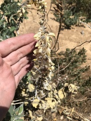 Thermopsis macrophylla