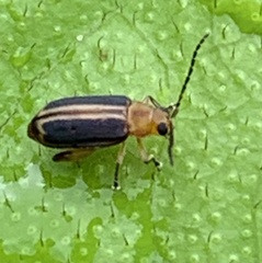 Heikertingeria clarki