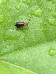 Heikertingeria clarki