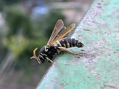 Paranthrene tabaniformis synagriformis