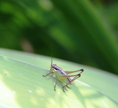 Pachytrachis gracilis