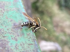 Paranthrene tabaniformis synagriformis