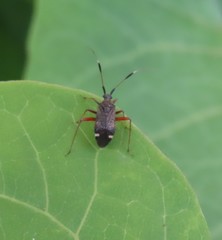 Closterotomus biclavatus