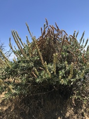 Thermopsis macrophylla