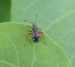 Closterotomus biclavatus