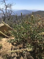 Thermopsis macrophylla
