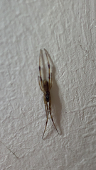 Episinus angulatus