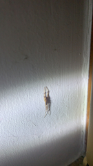 Episinus angulatus