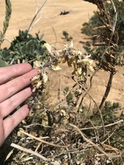 Thermopsis macrophylla